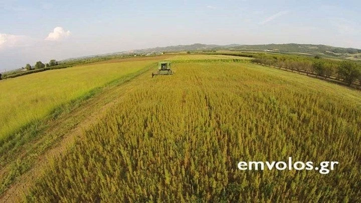 Η πρώτη συγκομιδή από την καλλιέργεια βιομηχανικής κάνναβης στην Ημαθία – Δείτε εικόνες